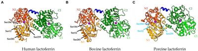 Lactoferrin impairs pathogen virulence through its proteolytic activity